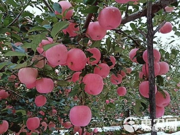 嘎啦苹果多少钱?嘎啦果多少钱一斤