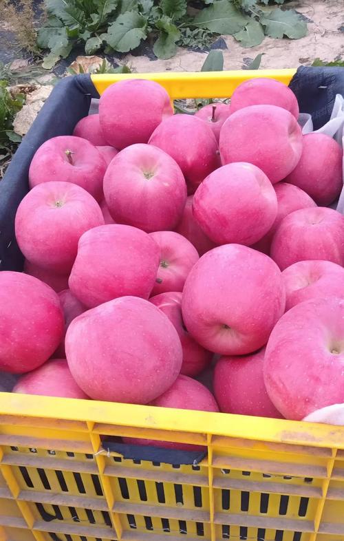 青怡苹果39元一斤正常吗