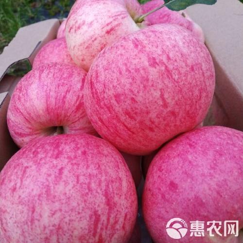 正常苹果多少钱一斤