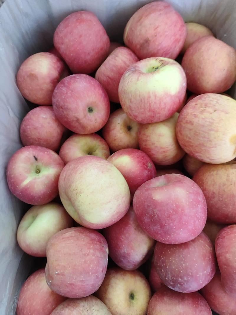 甘肃静宁苹果多少钱一斤