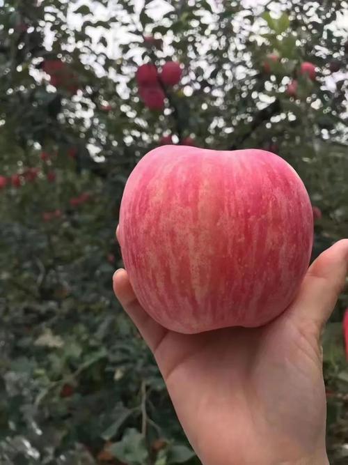 苹果一般几块钱一斤