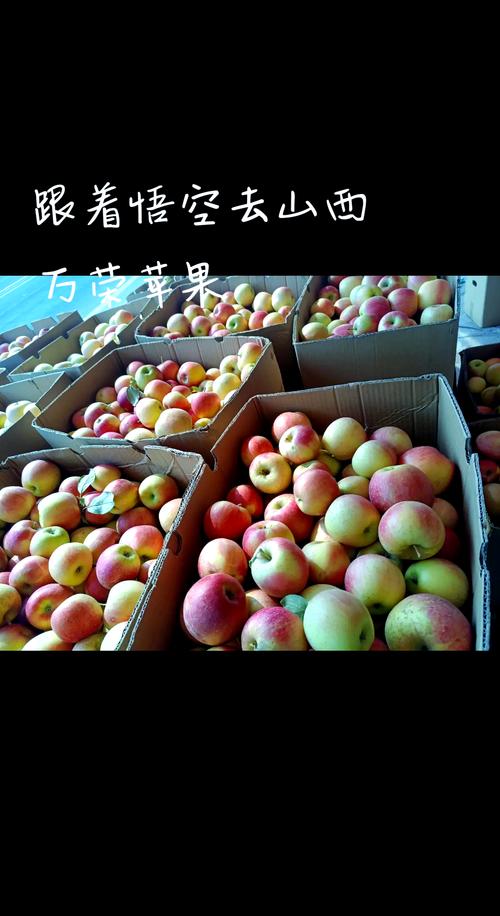 山东红富士苹果多少钱一斤