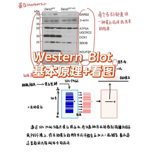 基带是什么意思