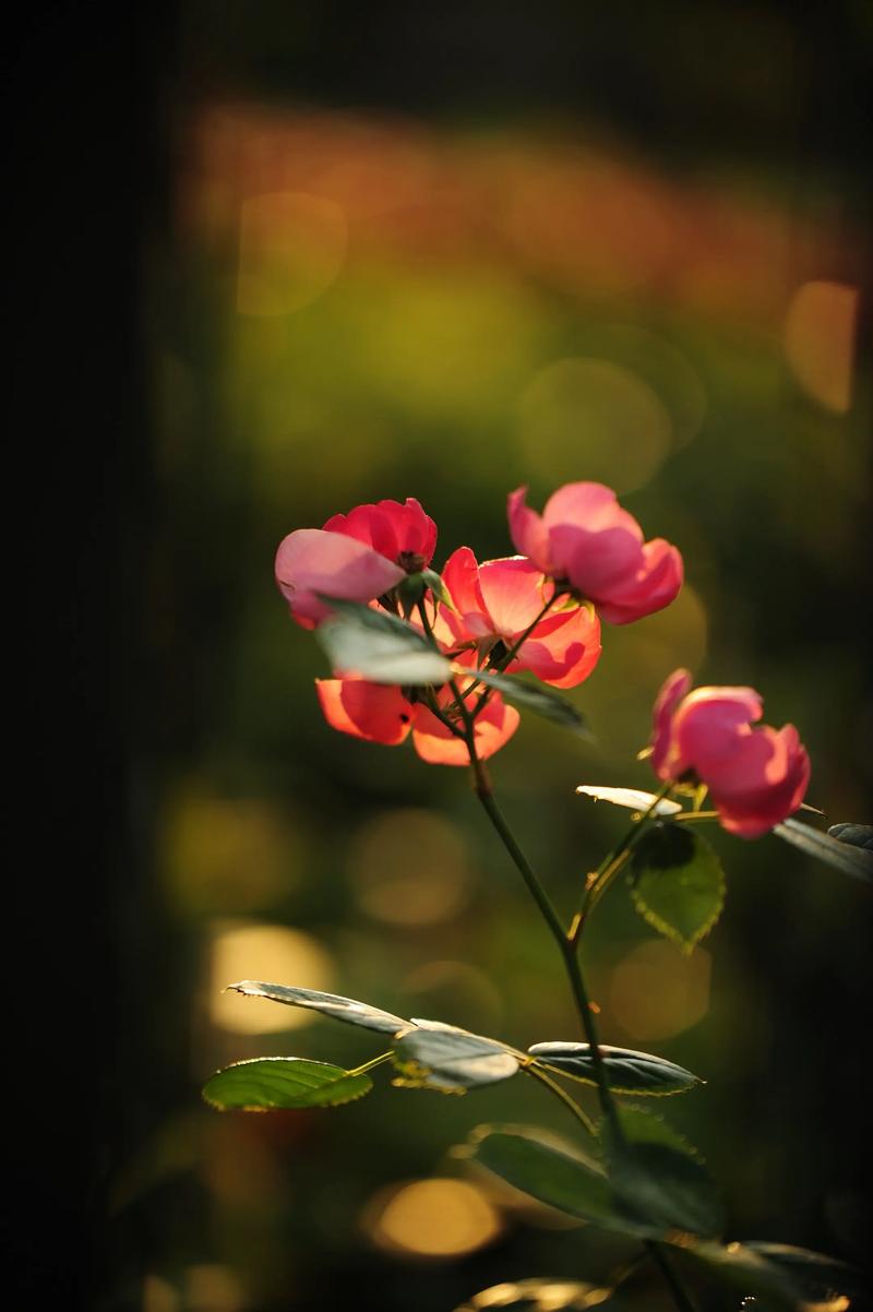 哪款相机拍照片比较好看,色彩亮丽的