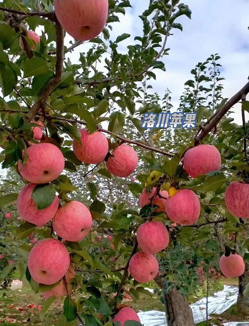 山西省运城市临猗县北辛乡有什么特产