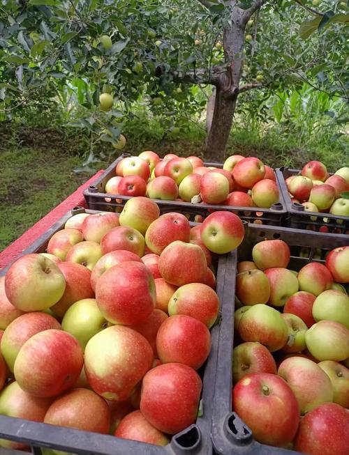 山西苹果之乡在哪里