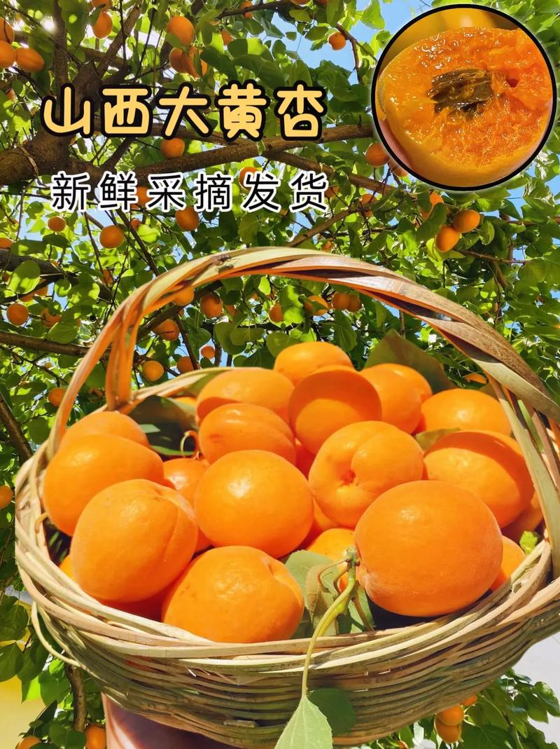 山西主要产什么水果