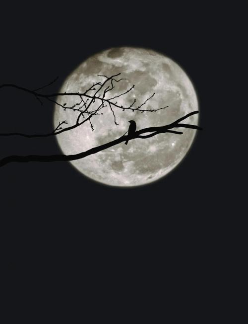 小米手机拍照超级月亮模式怎么打开